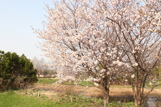 百合が原公園の桜