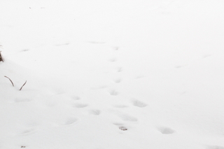 雪についた動物の足跡