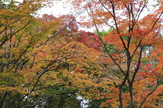 北海道神宮紅葉