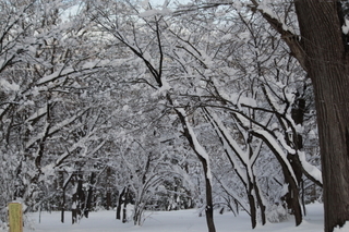 雪に覆われる神宮の森