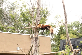 棒の上で寝るレッサーパンダ