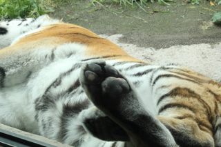 足の裏を見せて寝るトラ